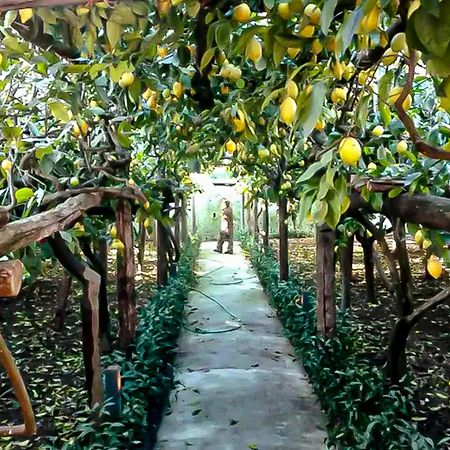 马奥莱Limoneto Di Anna别墅 外观 照片